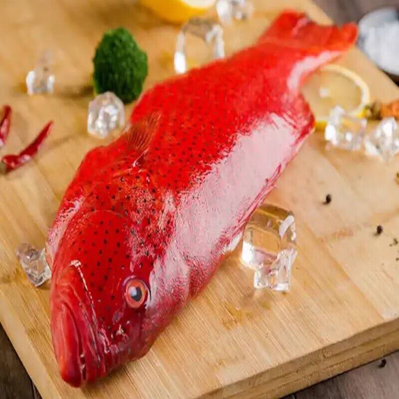 福建东山岛海捕东星斑石斑鱼1.4-2斤/条活鱼现杀顺丰包鲜到家