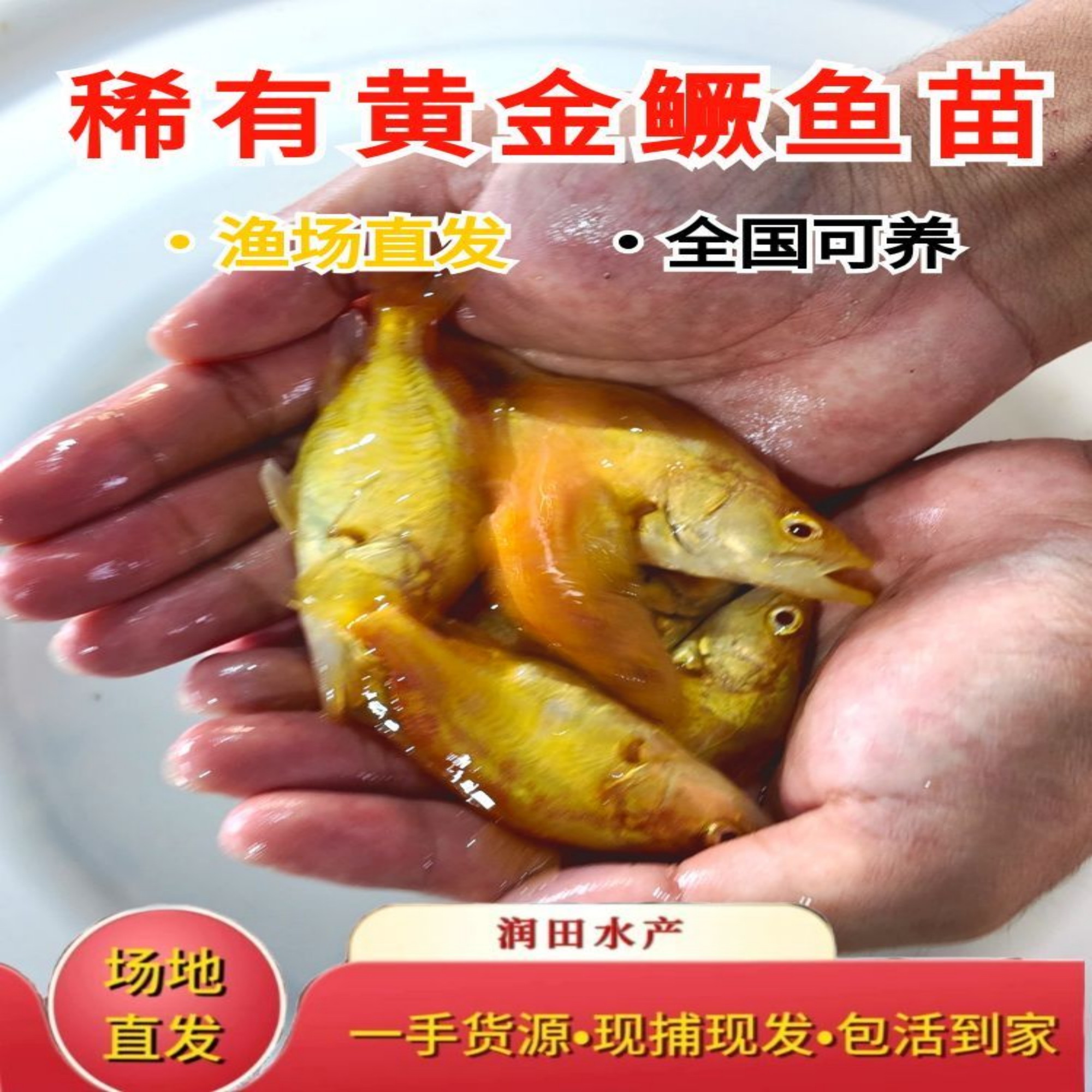 红眼白子赤焰中国虎热带观赏鱼活体耐养适合新手鱼苗养殖批发好养