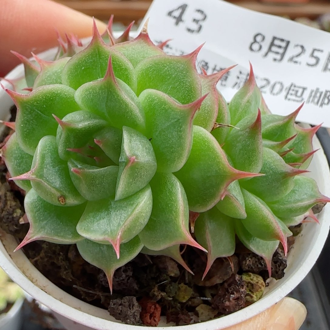 花语逸镜0825-43散