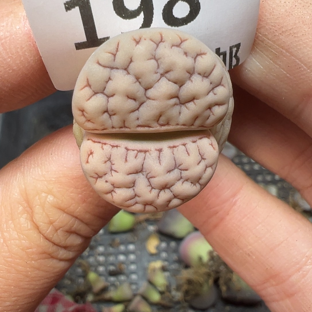 【闪购商品】198……