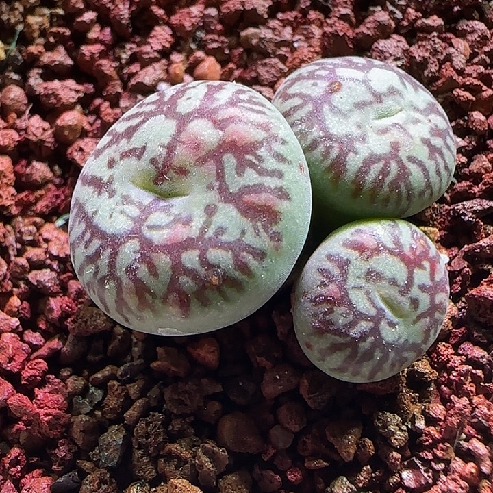 d***o哈哈哈哈我要456。   