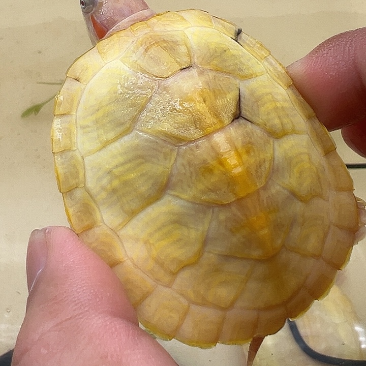 绿毛龟母巴58588755