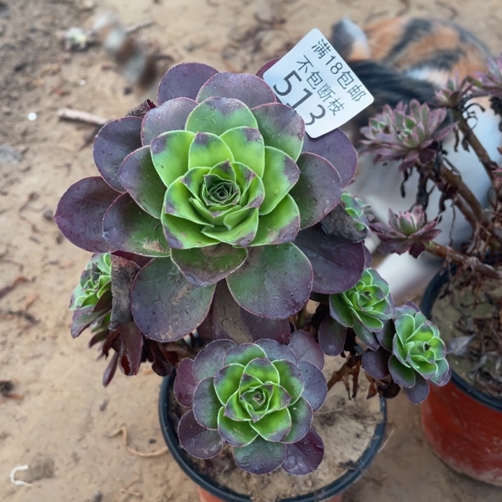 513魅金手捧妖桩2法师