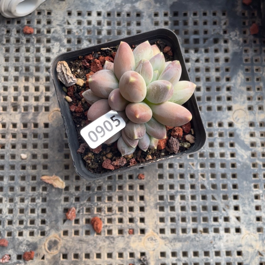 天空松果美人多肉