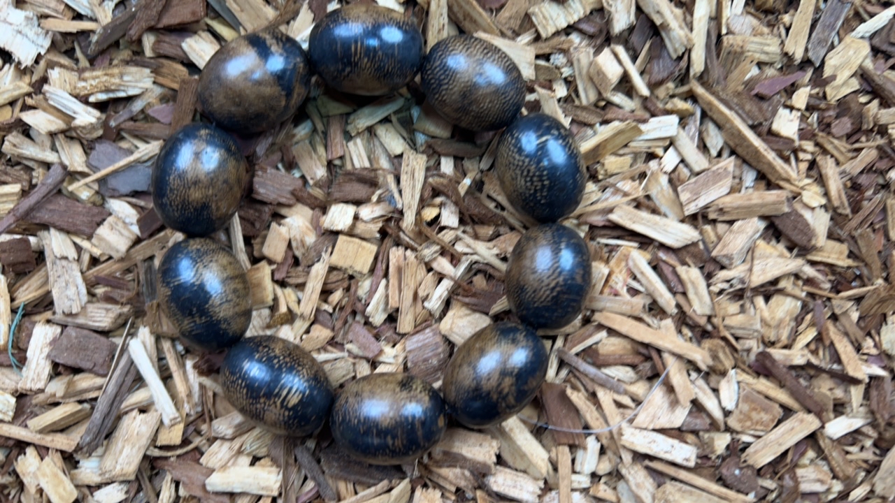 沉香z25 福莱精选高端文玩