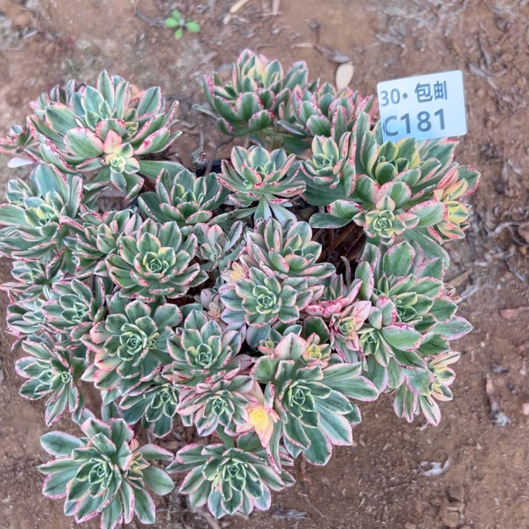 181 处理甜茶多肉法师