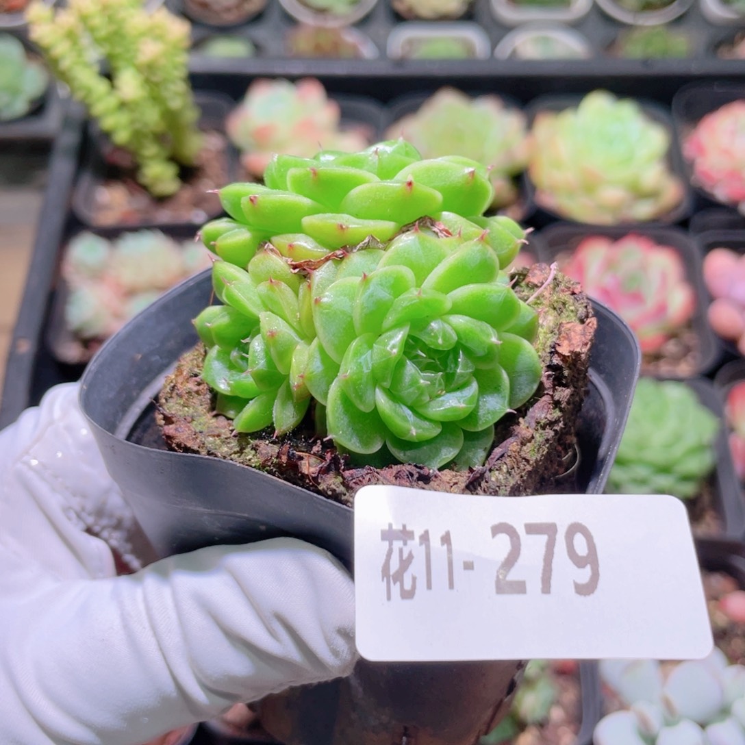 花利美11-279海王