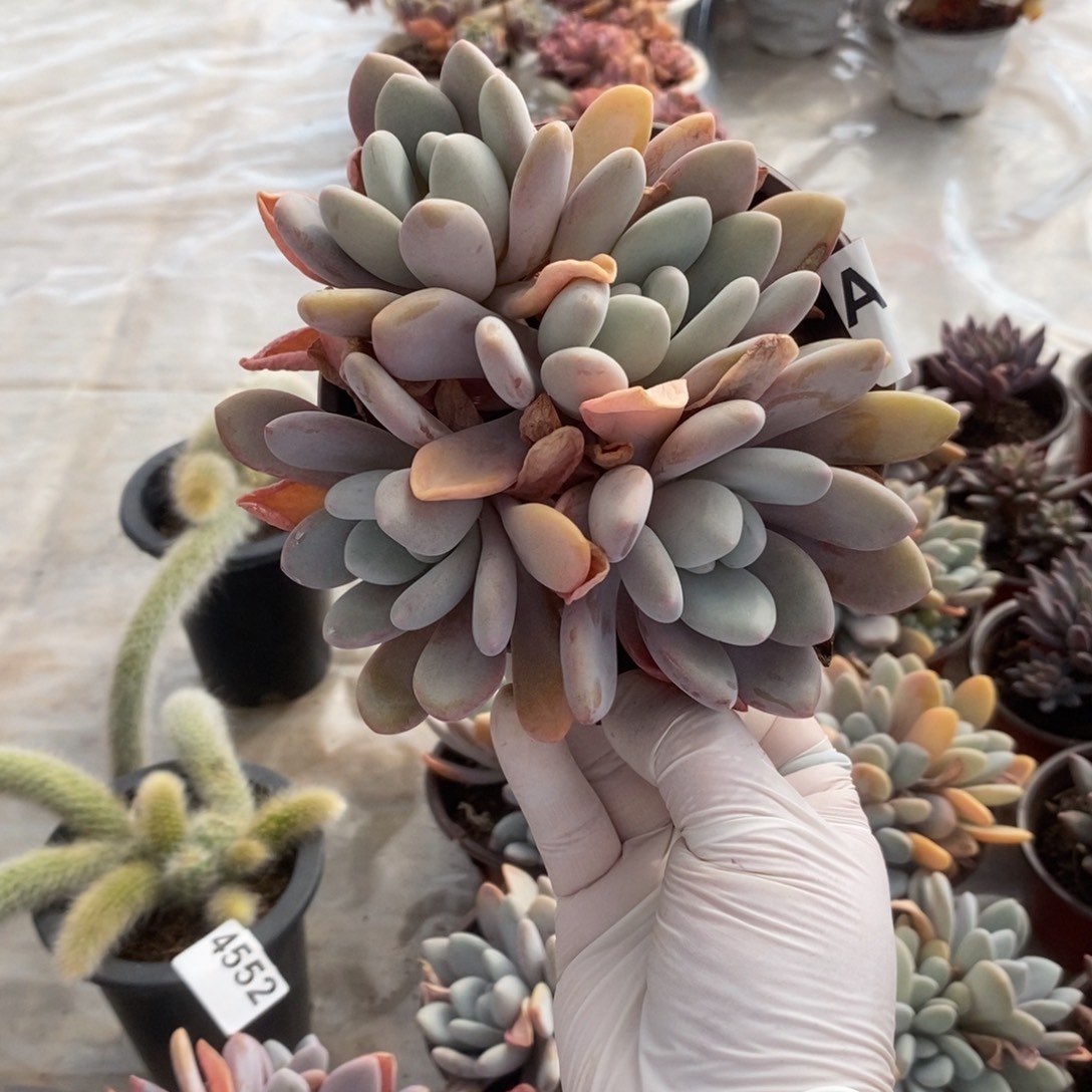 279粉兔多头一物一拍