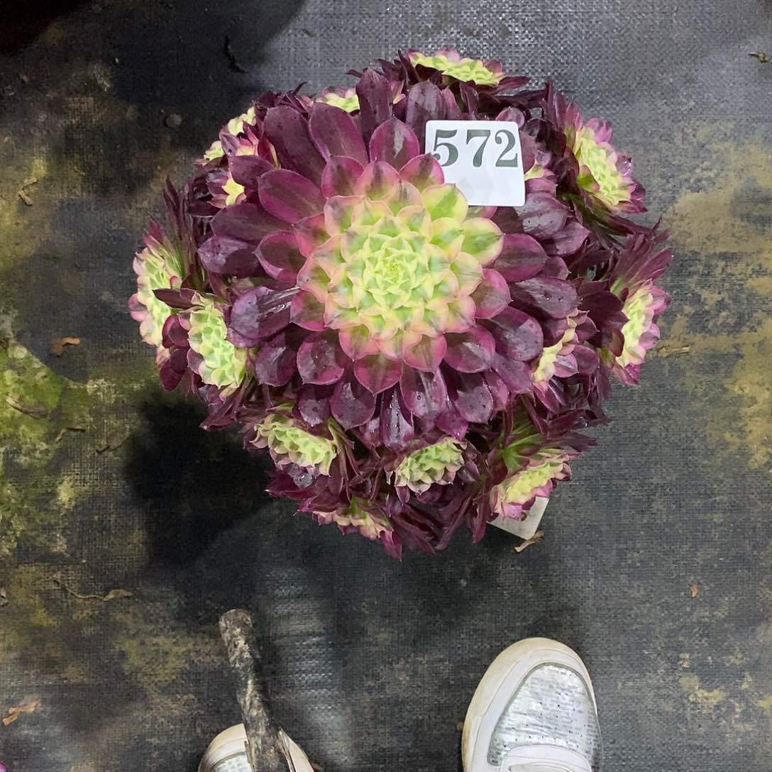 天合572多肉法师植物