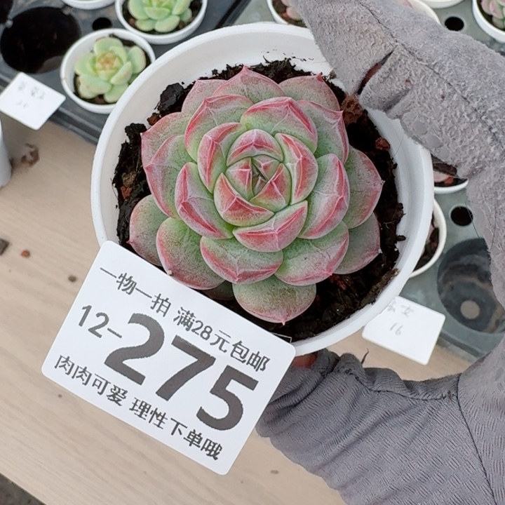 玄女多肉多肉多肉多肉多肉