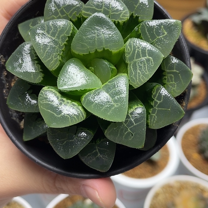 祥云克十二卷多肉