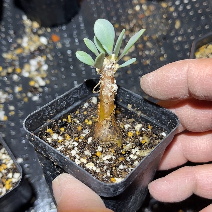 满38包邮2天凑单，脱土晾根发货多肉植物派马