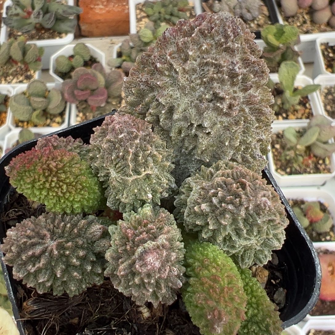 巨尤朱紫玉多肉植物水泡