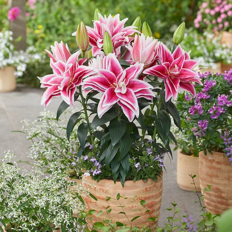 乔乔花屋 1球凯拉16/18矮化重瓣香水百合球四季种球 不带盆土现货