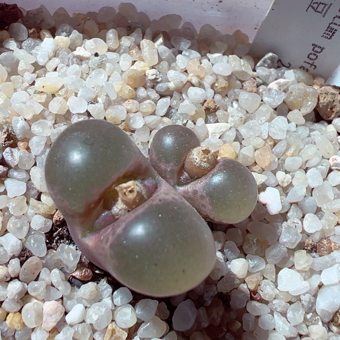 1128-842多肉多日黑眼豆豆