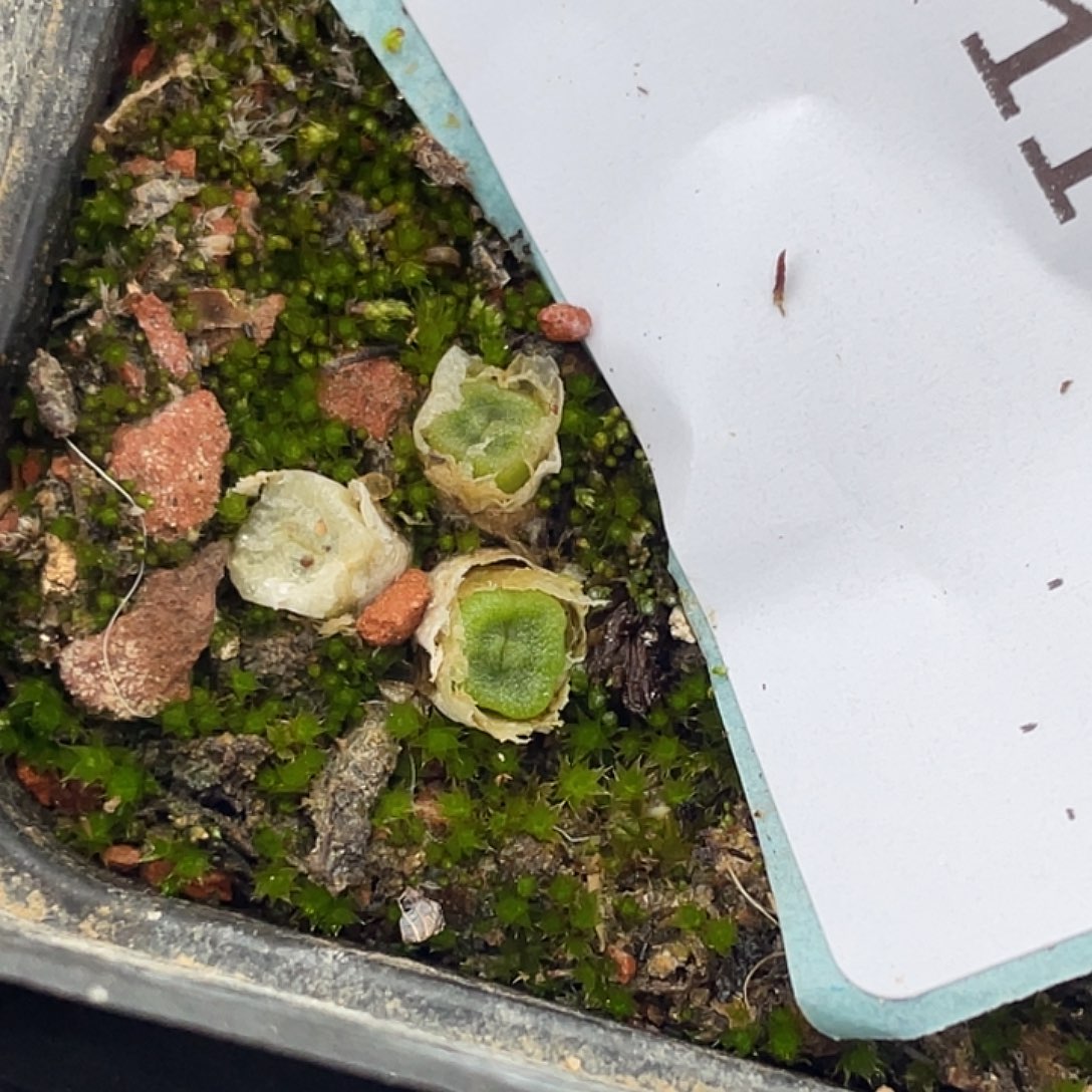 11-112方糖多肉植物