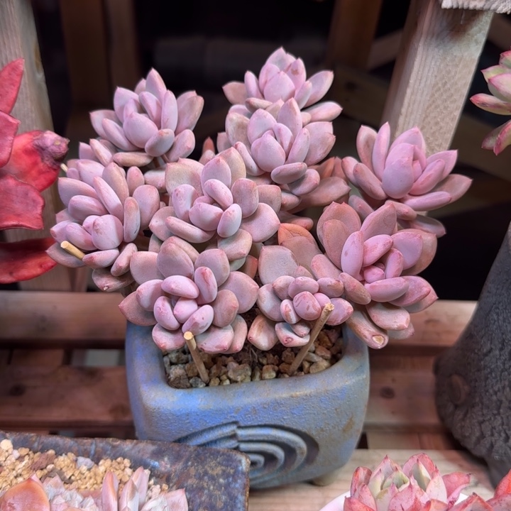 甄舞多肉植物dgchjnjj