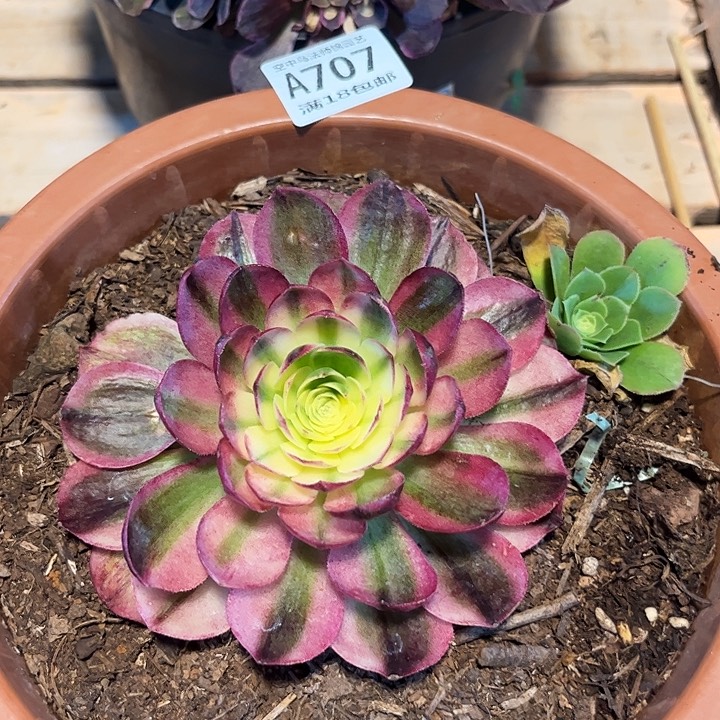 707粉体海王多肉植物