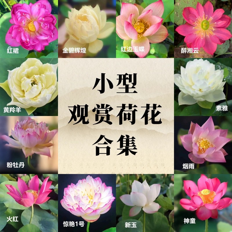 小型观赏荷花碗莲【赏荷园】基地直发水生植物盆栽莲花香味耐热花卉
