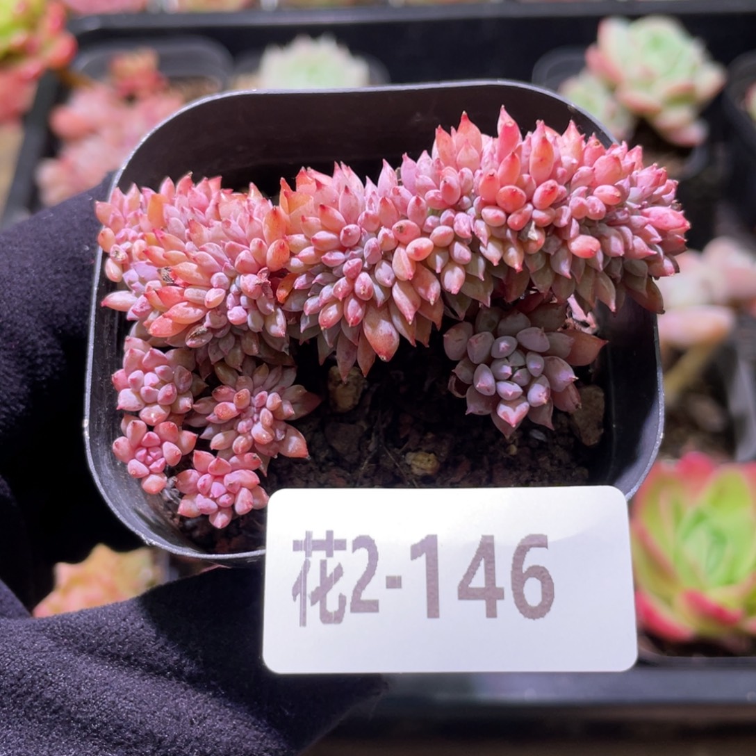 花利美2-146莱恩小精灵缀化