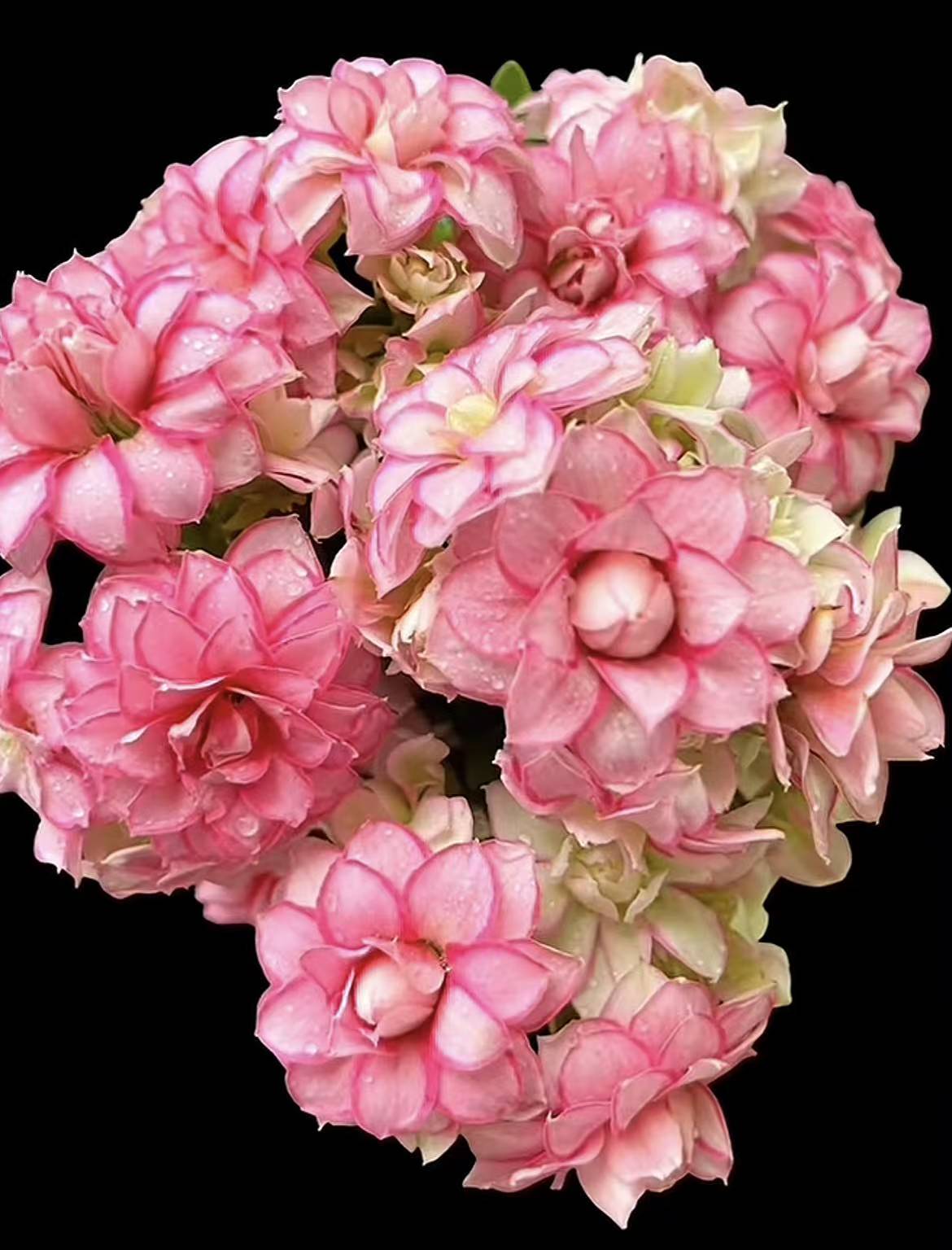 【梦幻巴黎】120盆全青苗重瓣长寿花