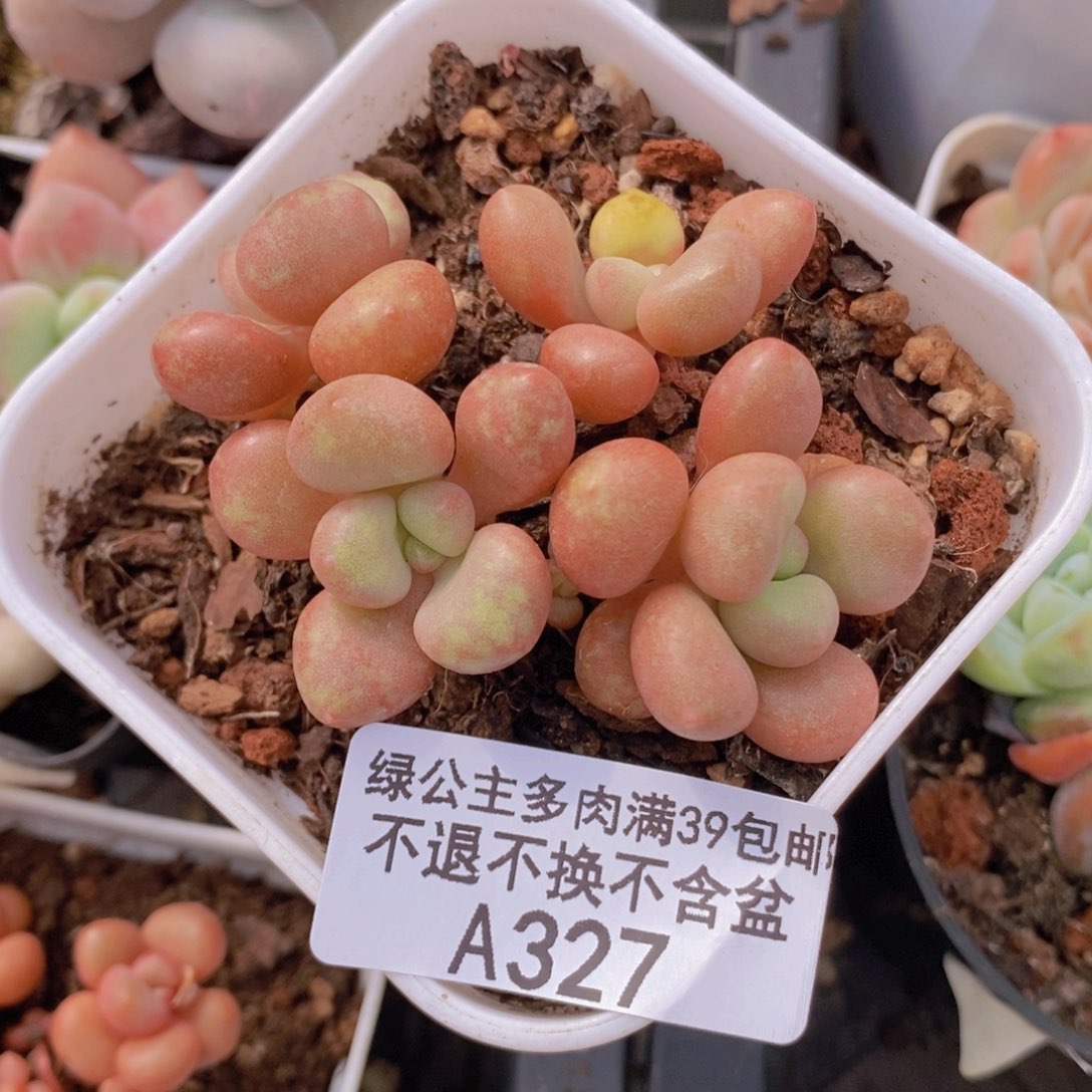 先锋派6cm327多肉植物