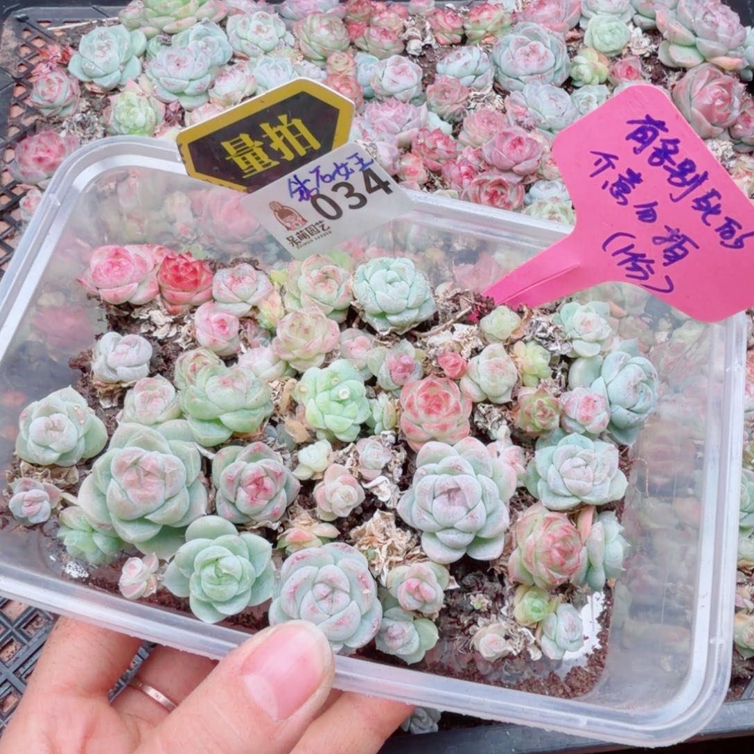 多肉植物多肉植物