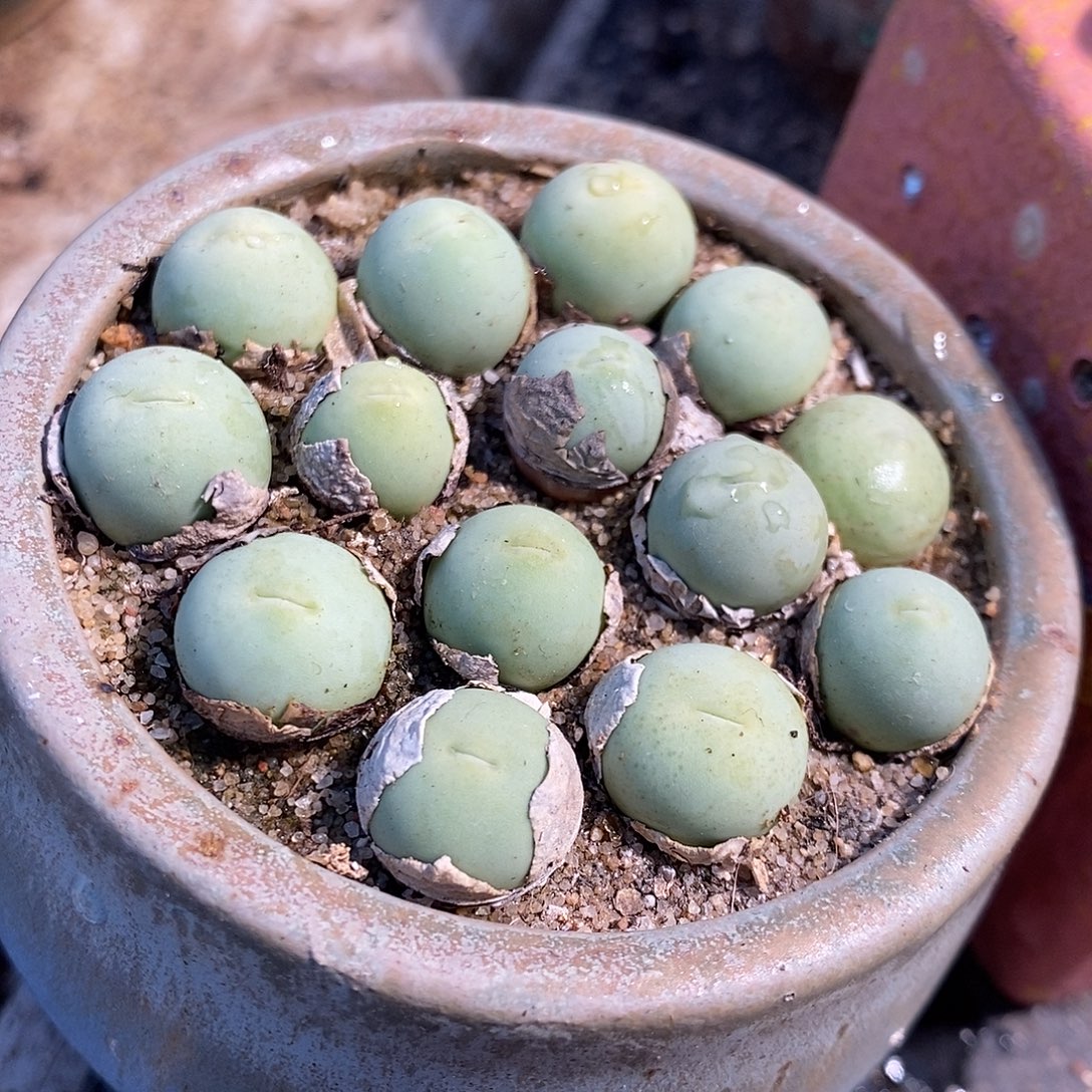 一颗一厘米鸽子蛋。  