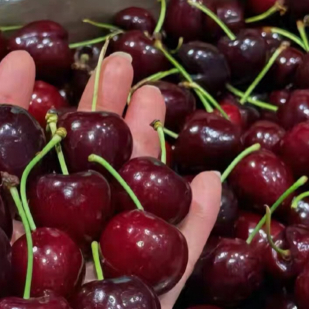 智利 桑提娜车厘子JD 海运  原装整箱净重2.5公斤 内附果径卡