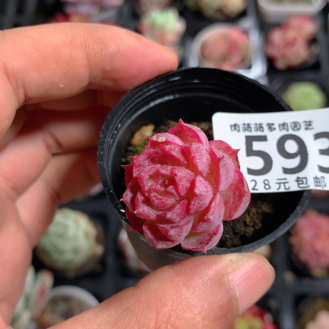 5CM拇指盆精控多肉YX593