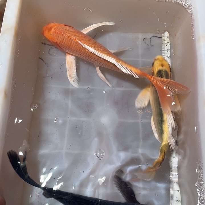 蝴蝶鲤鱼渔场直发106