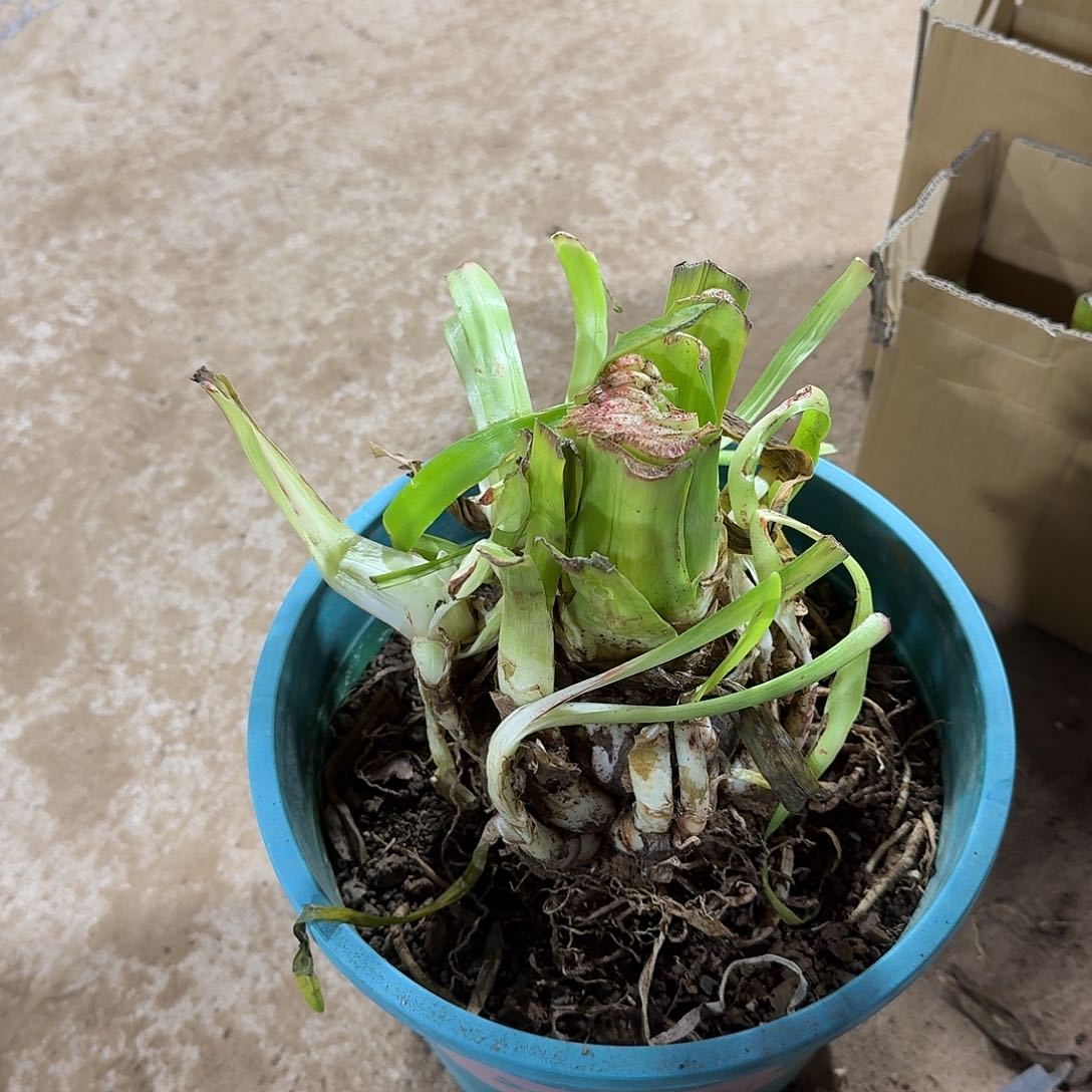 蓝色蜂鸟大坨开花球