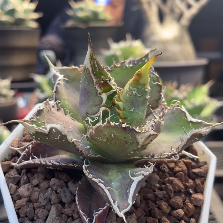 【闪购商品】巨鳄。 