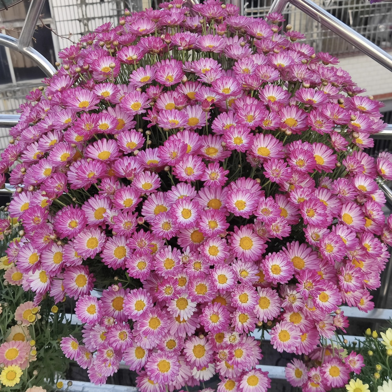 荷花仙子玛格丽特盆栽多年生易爆花发货快新手易养护