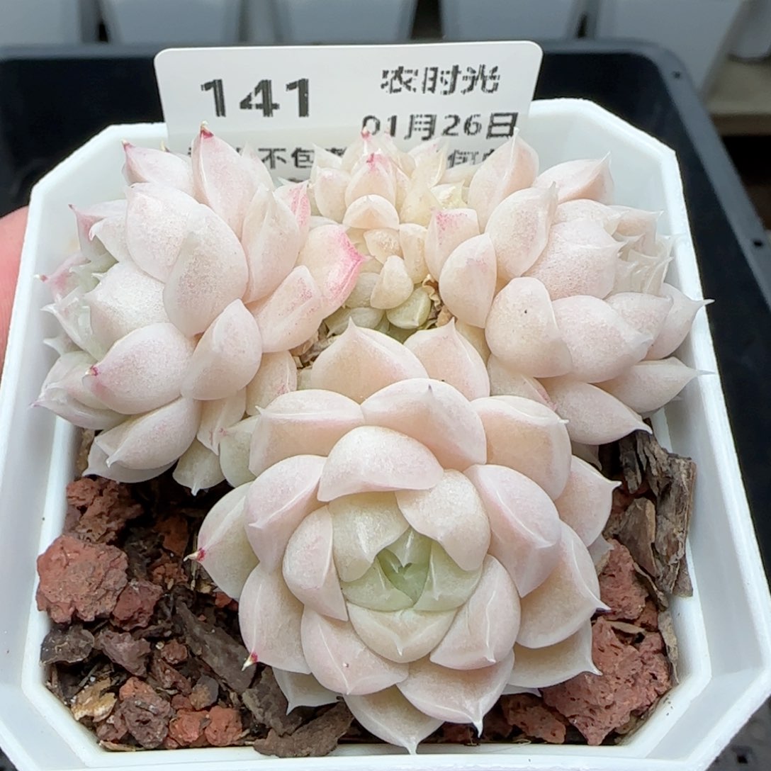 0126-141花朵麦秆