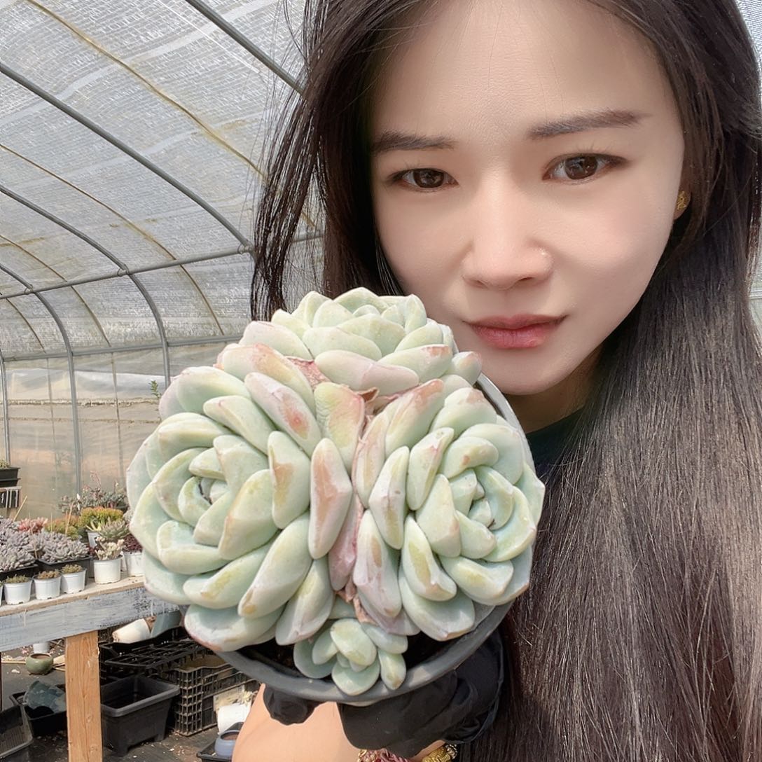 多肉植物一物一拍