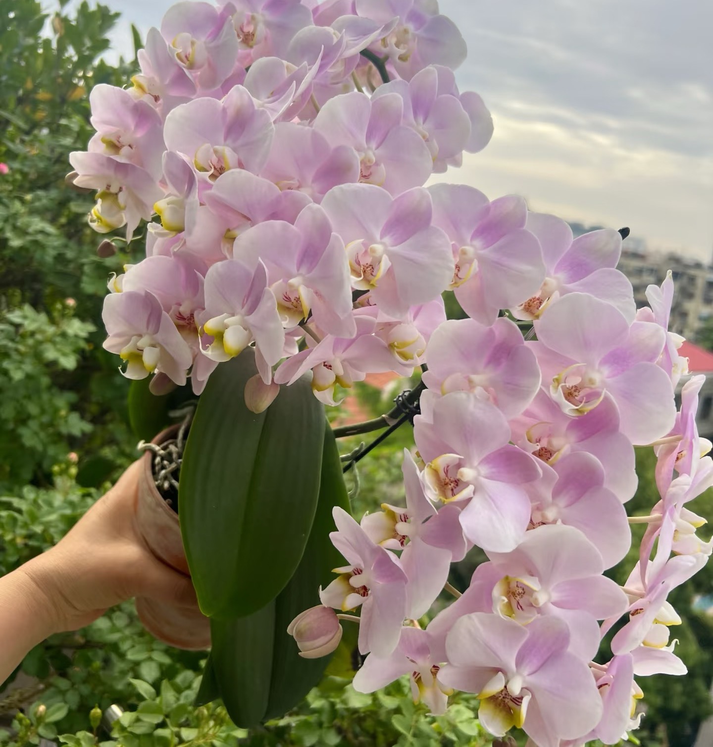 【秀新甄选】蝴蝶兰【天使的眼泪出梗苗】3.0寸无花无苞 带梗发货