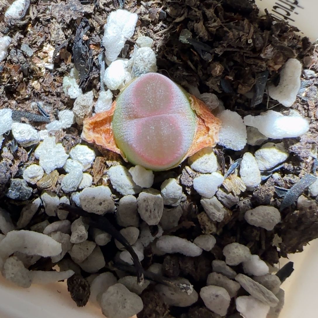 肉锥多肉植物百科-10km风铃644