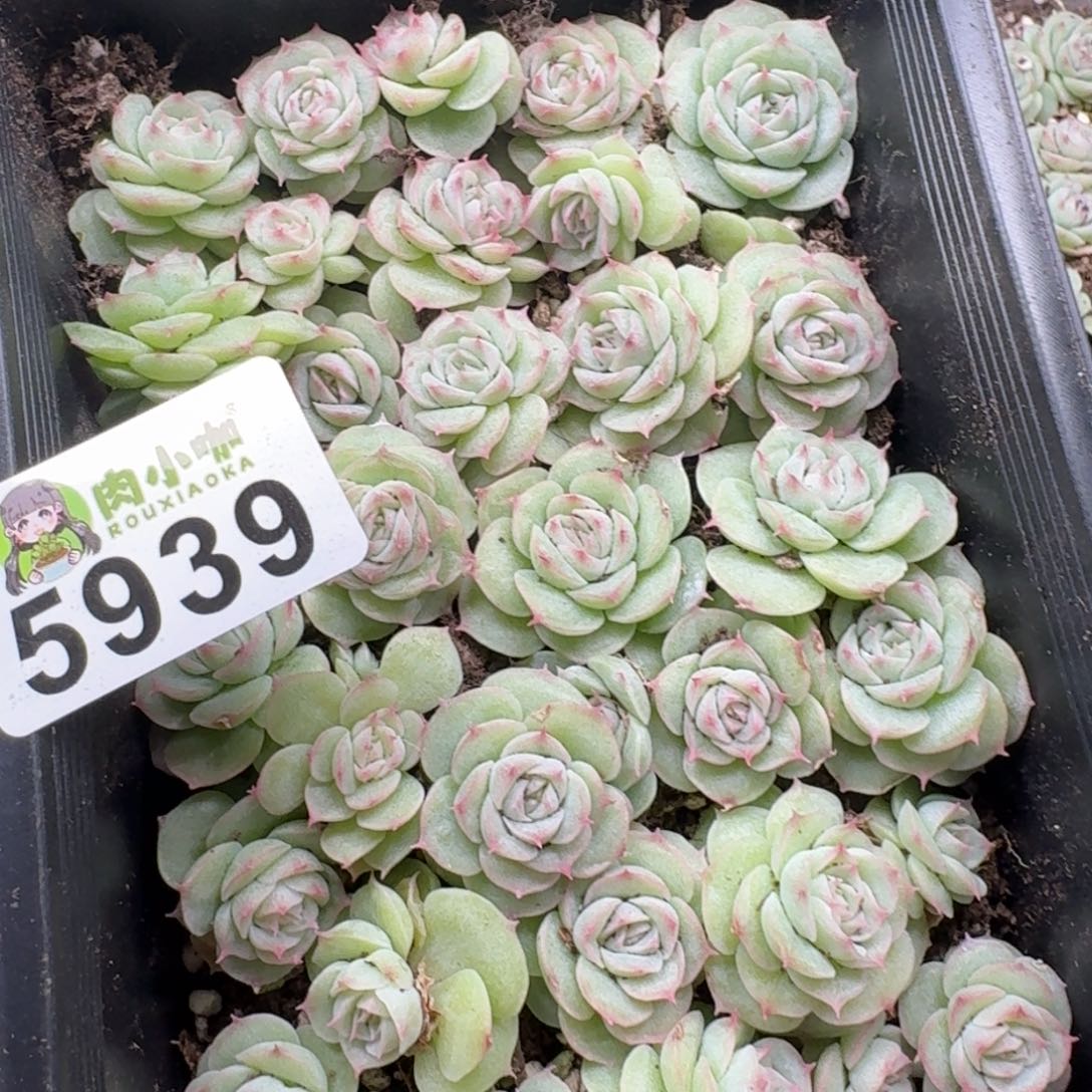 泡***x多肉植物多肉植物