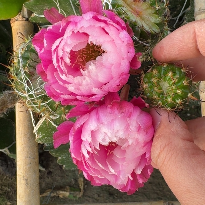 259丽花美花24歪2到3公分左右无根侧牙