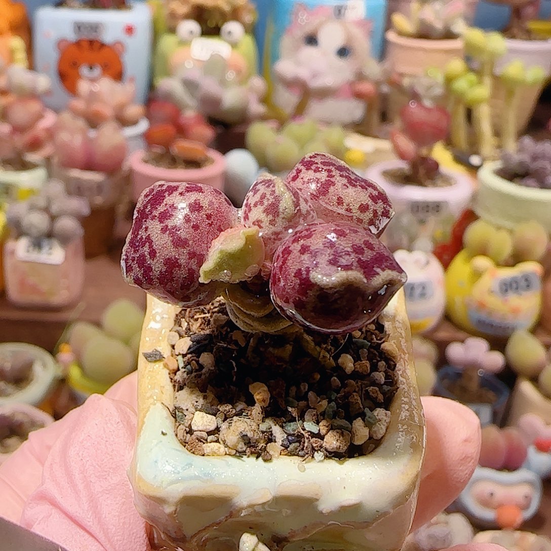 T可爱猫耳海豹盆口2.5cm