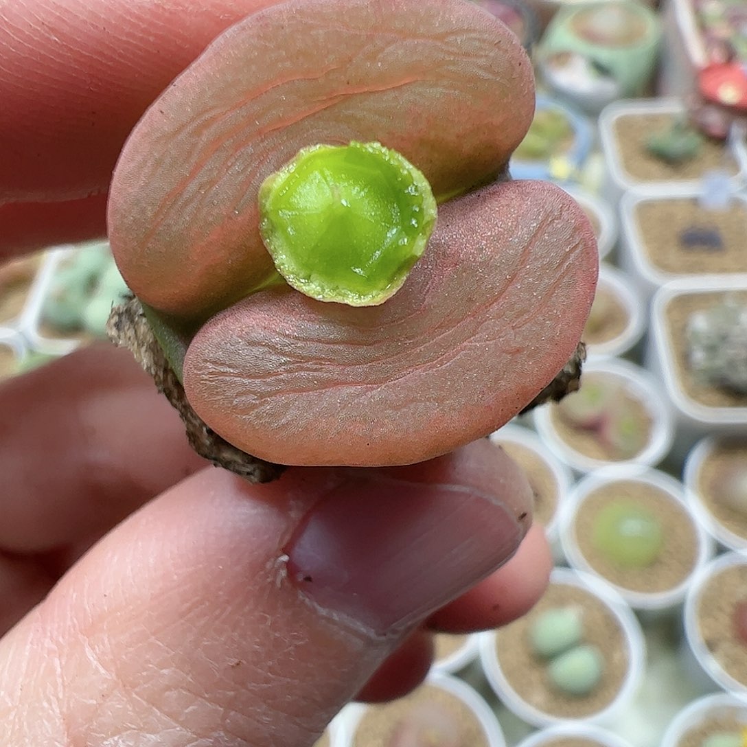 【闪购商品】200 嘴唇毛