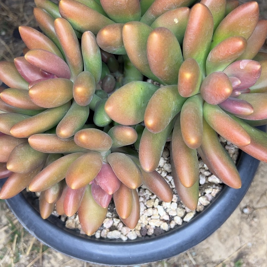 Q***生芒果奶群，一物一拍