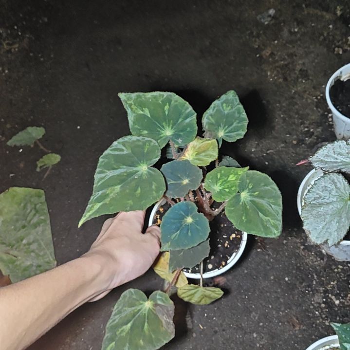 坠星秋海棠一物一拍