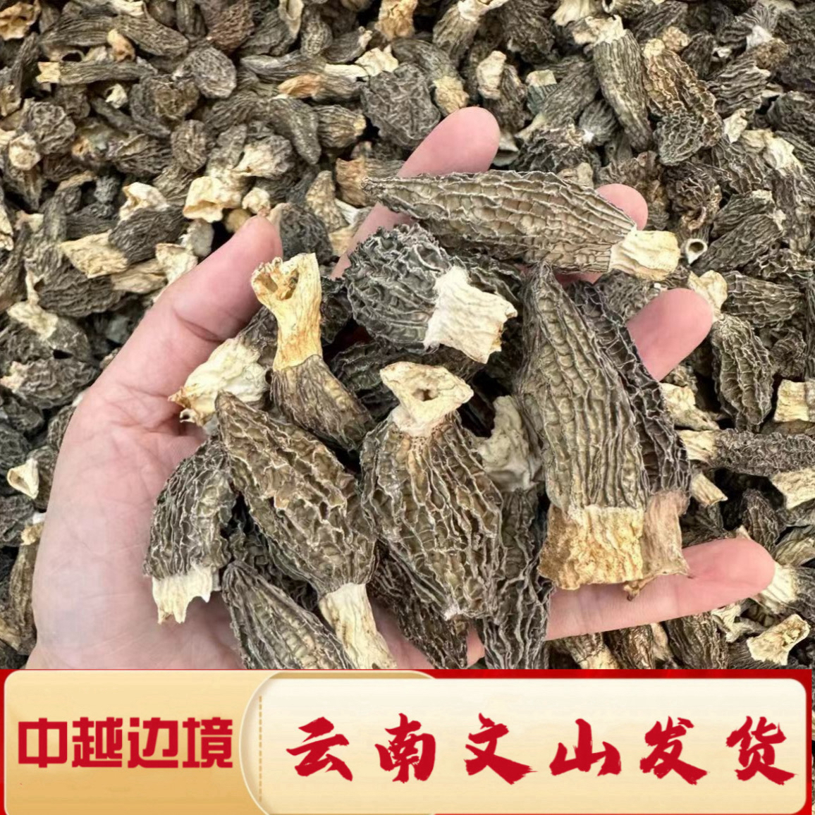 【村长严选】云南来自深山新货  羊肚菌