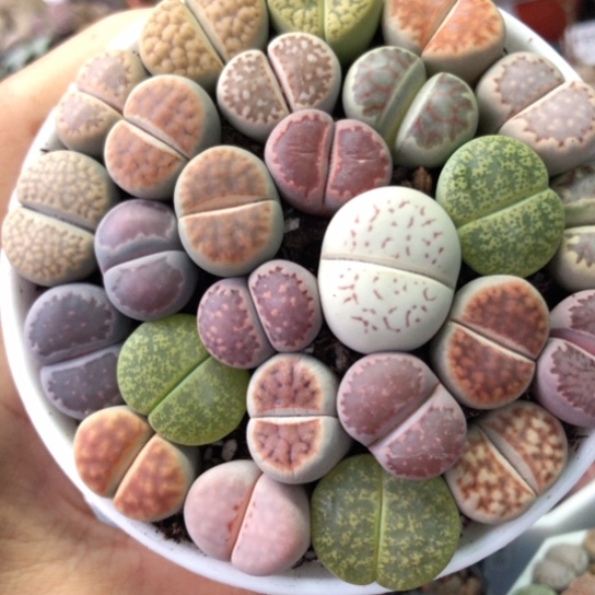 1791，9厘米盆最后一盘