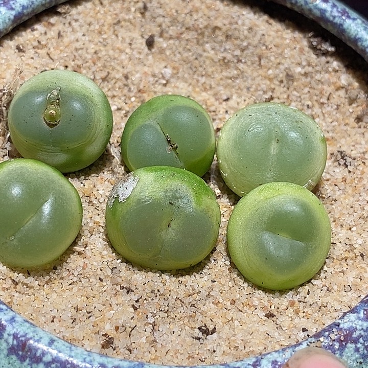 ?**璃14512拉登母本一组