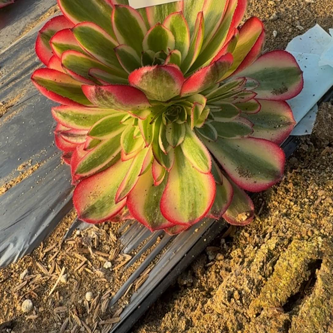 072倾城。多肉植物