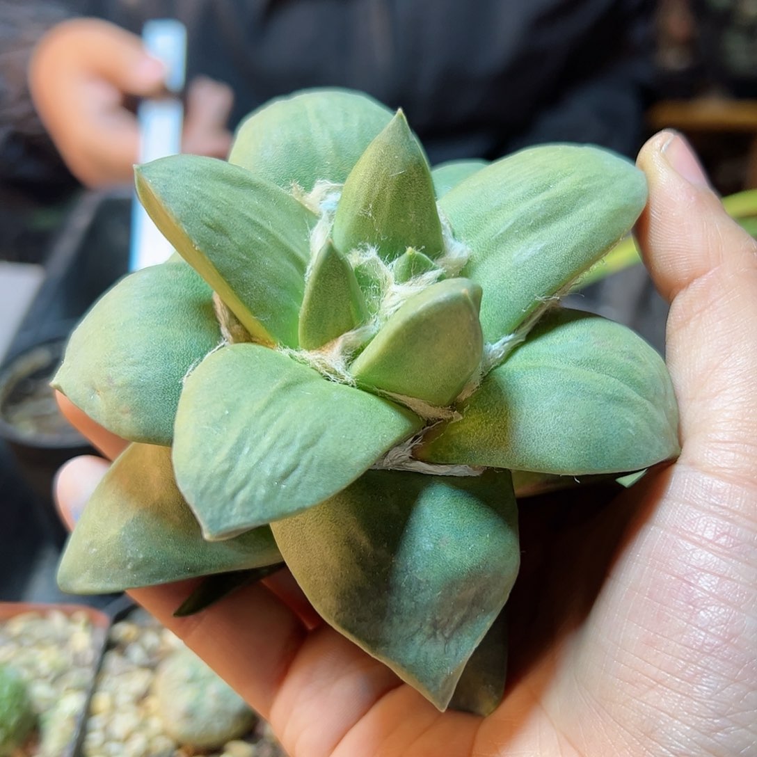 3号黄体牛舌青瓷牡丹11公分无根