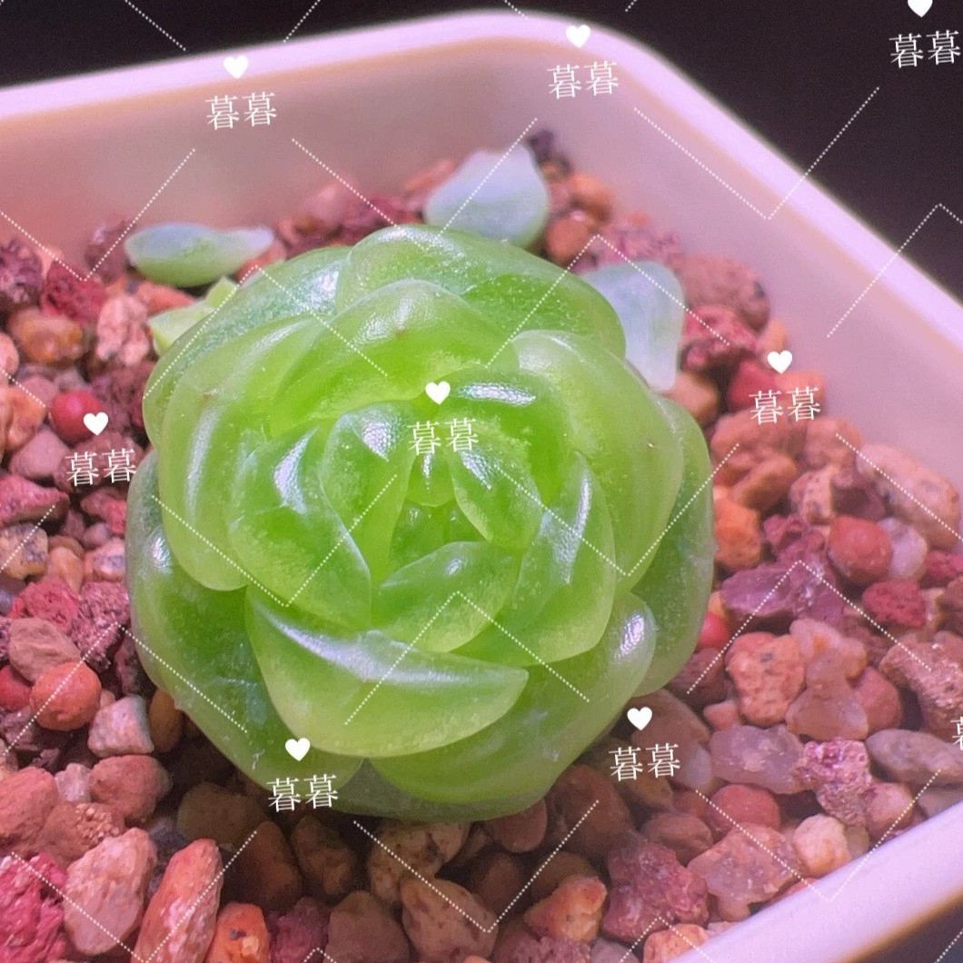 青橘多肉母本图片